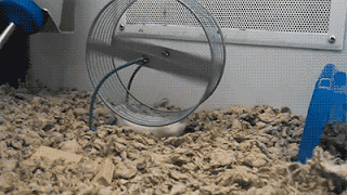 Hamster.gif